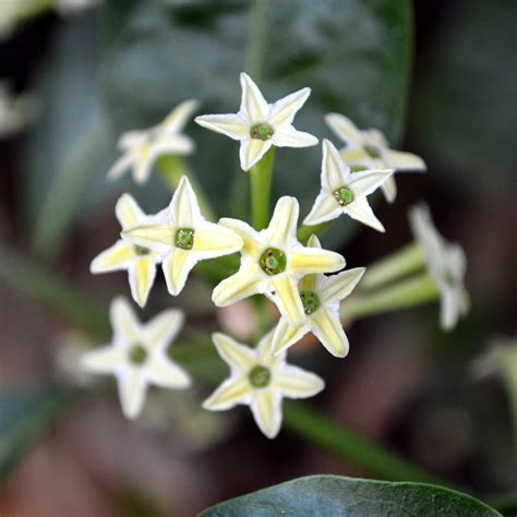 night blooming jasmine perfume|where to buy cestrum nocturnum.